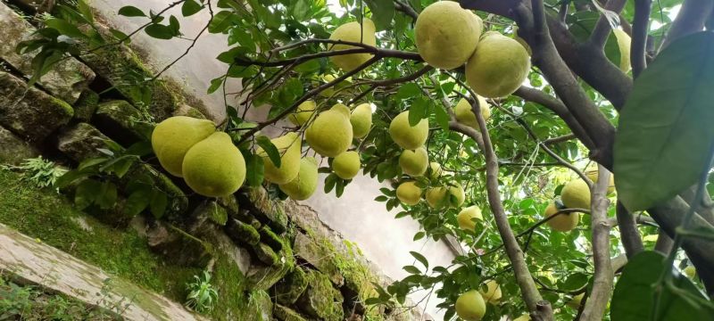 【精品】四川真龙柚大量上市产地直发量大价优欢迎联系
