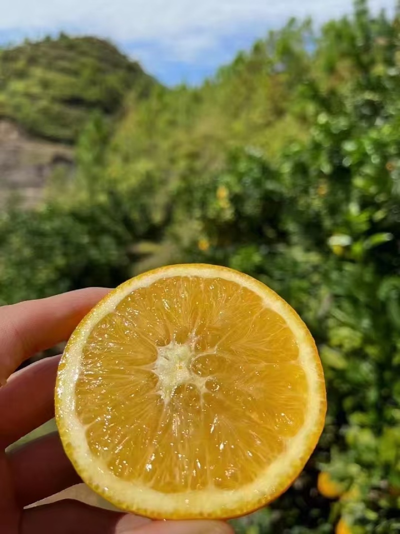 【热卖】赣南脐橙江西新鲜橙子应季季水果产地直发超甜