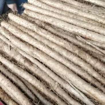 【白玉山药】山西运城山药自家货源条形好货量大大小长短都有