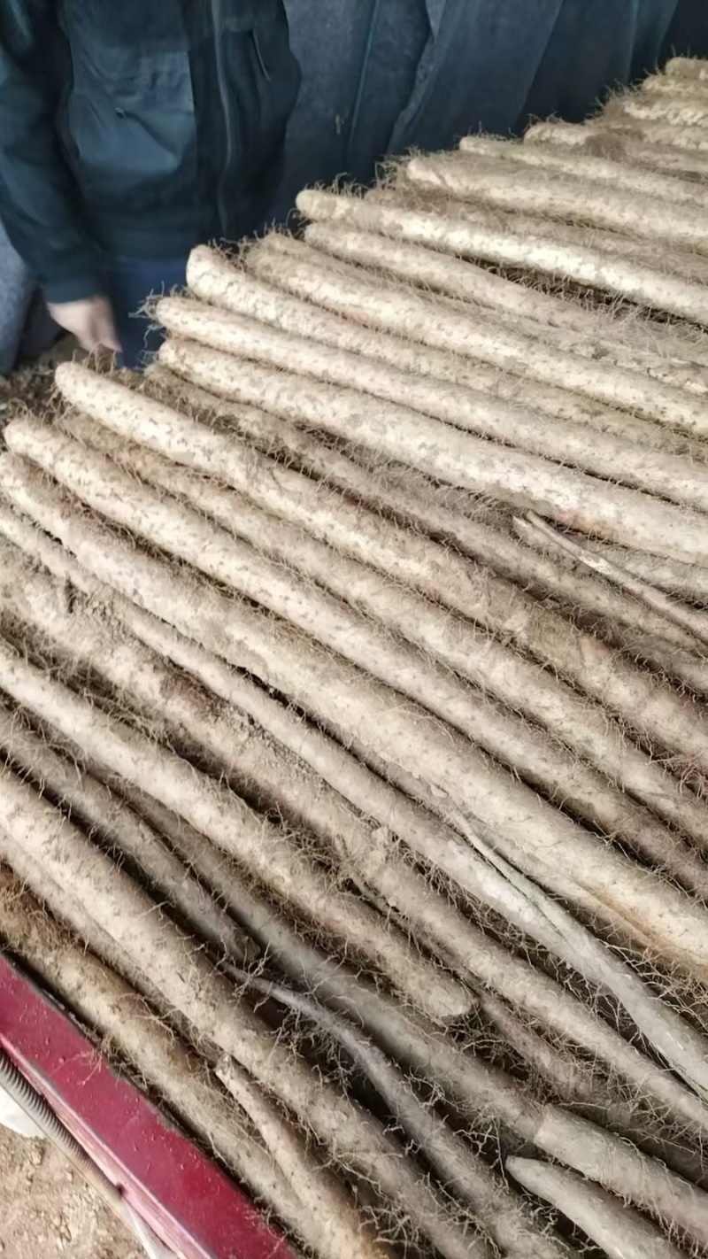 【白玉山药】山西运城山药自家货源条形好货量大大小长短都有