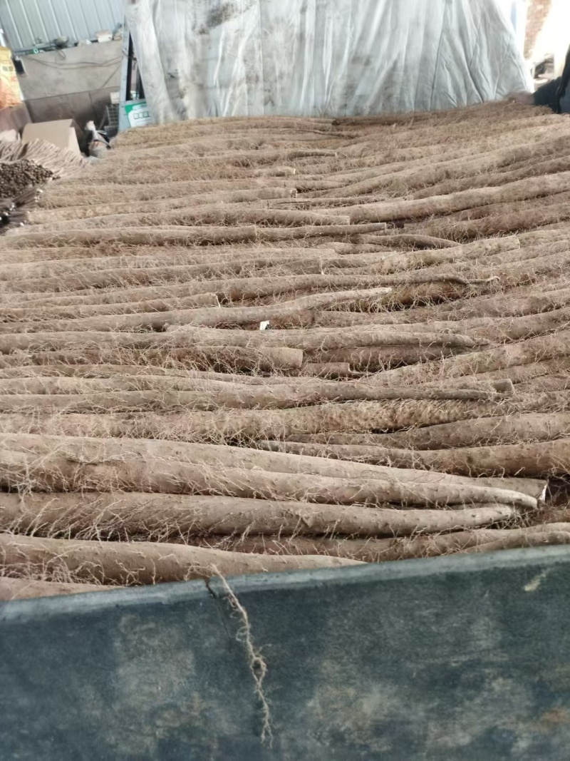 【白玉山药】山西运城山药自家货源条形好货量大大小长短都有