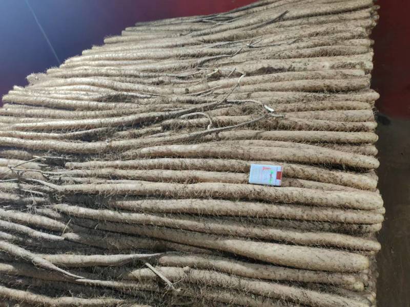 【白玉山药】山西运城山药自家货源条形好货量大大小长短都有