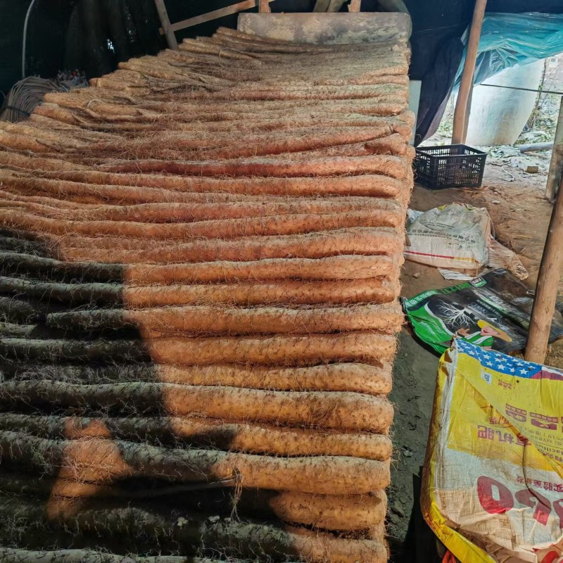 【白玉山药】山西运城山药自家货源条形好货量大大小长短都有