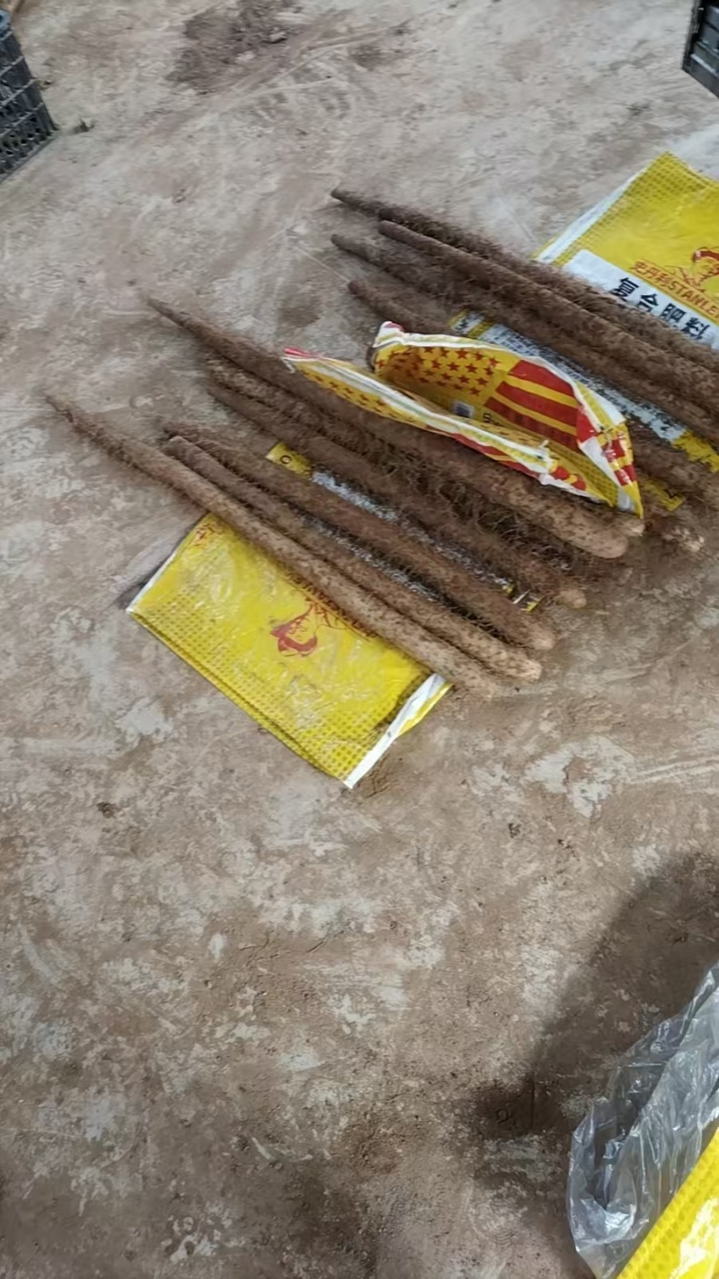 【山药】山西白玉山药小货短的30到80条形顺直按需求分拣