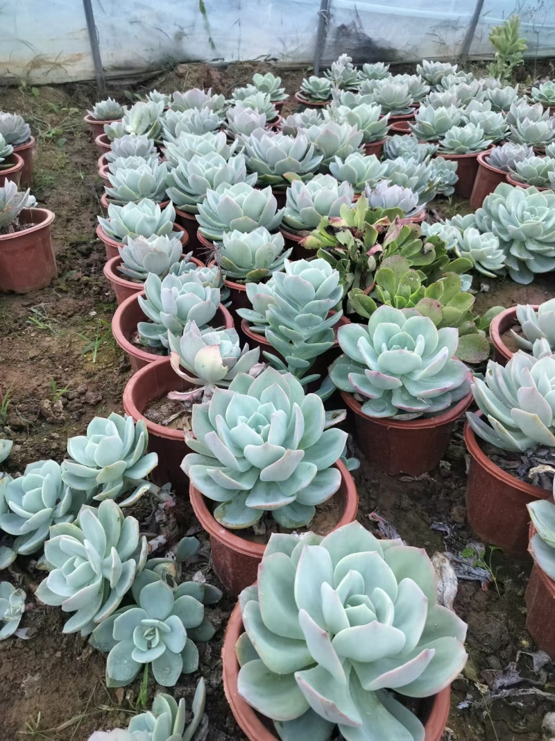 多肉植物基地白凤货源充足量大从优欢迎联系订购