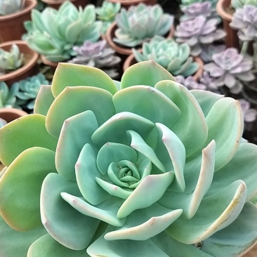 多肉植物基地白凤货源充足量大从优欢迎联系订购