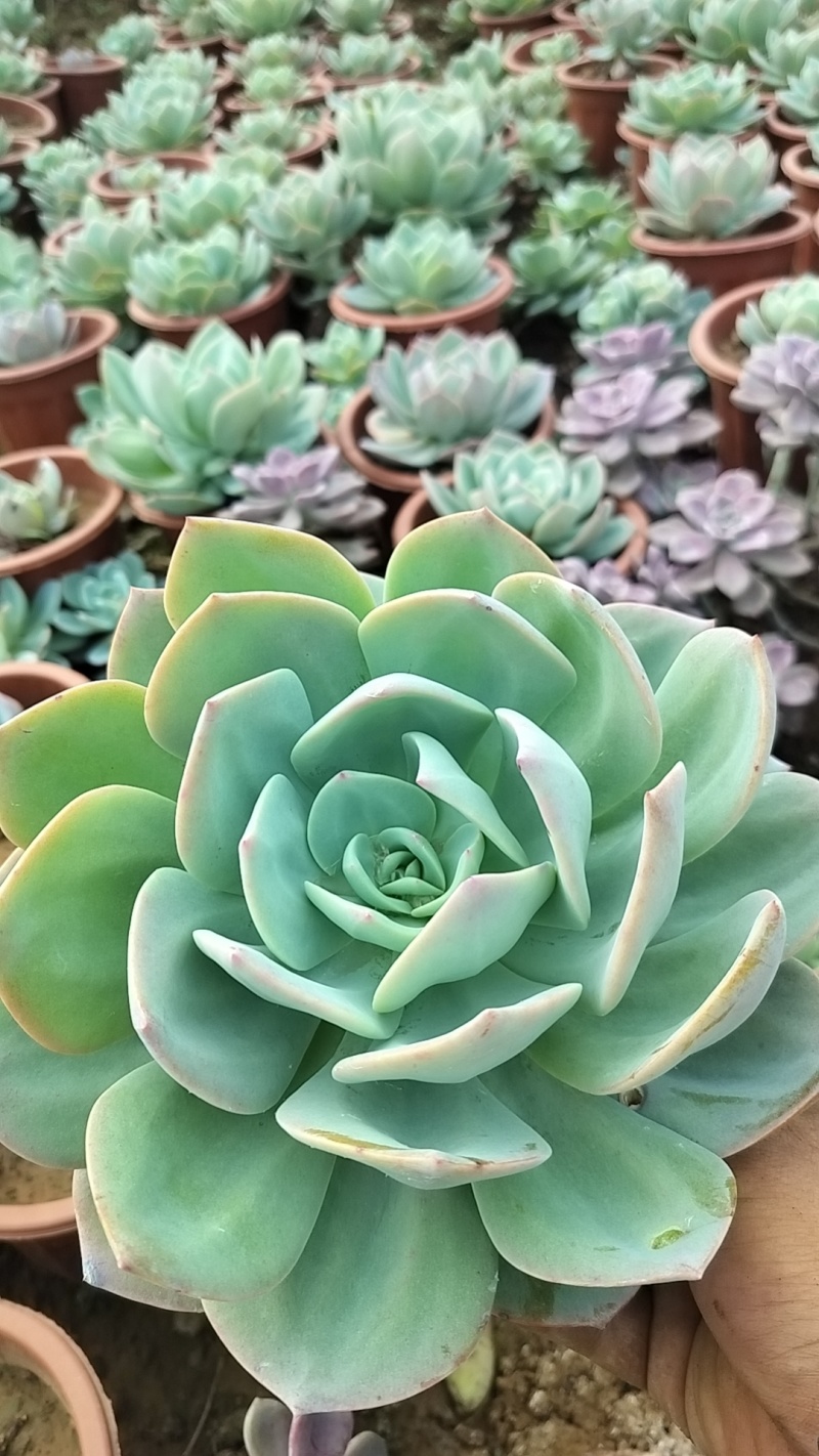 多肉植物基地白凤货源充足量大从优欢迎联系订购
