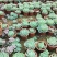 多肉植物基地白凤货源充足量大从优欢迎联系订购