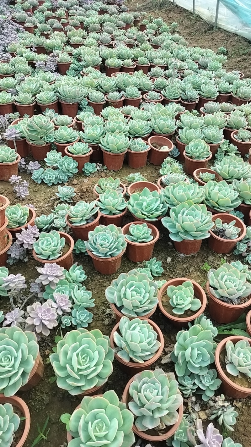多肉植物基地白凤货源充足量大从优欢迎联系订购