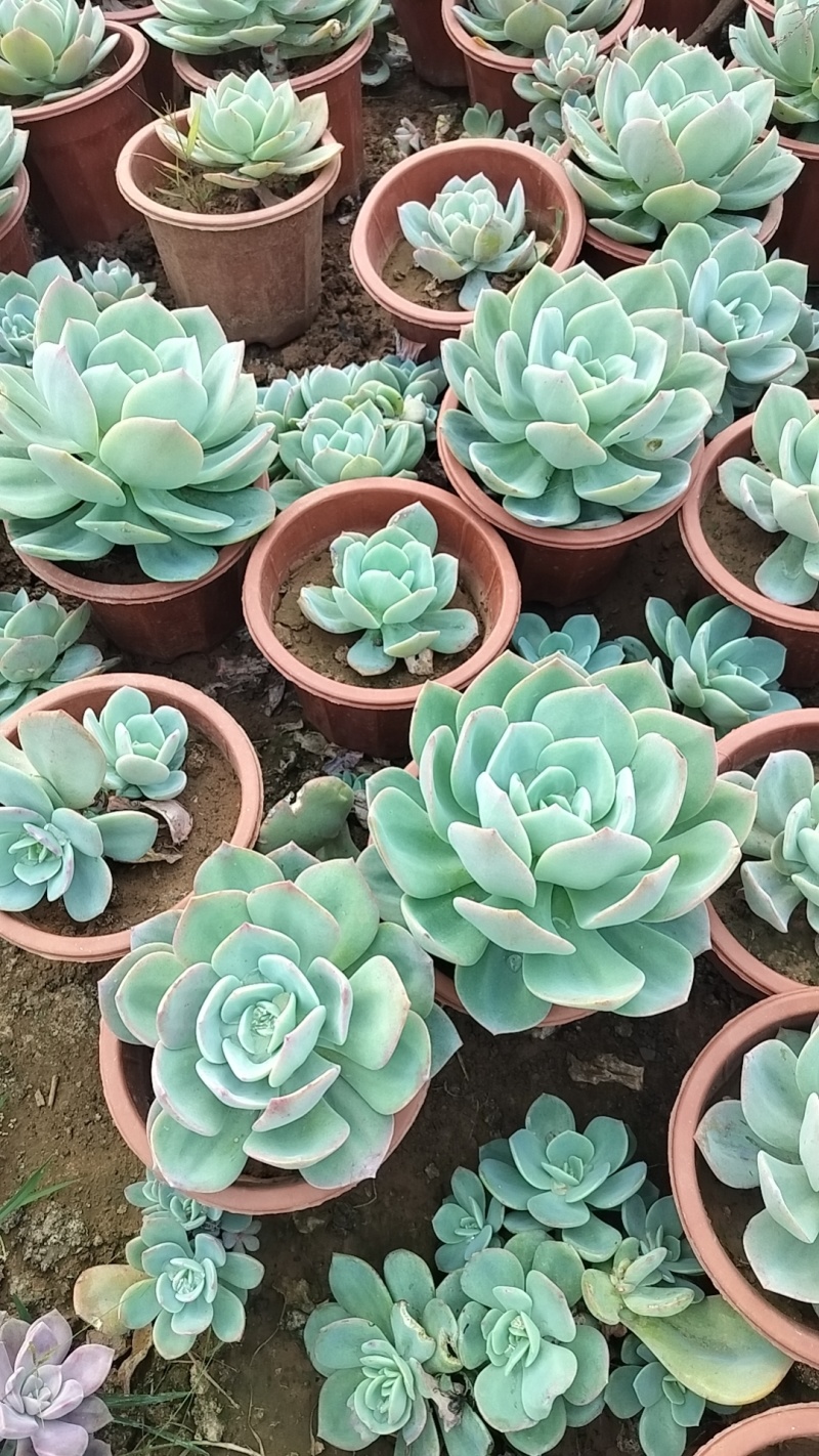 多肉植物基地白凤货源充足量大从优欢迎联系订购