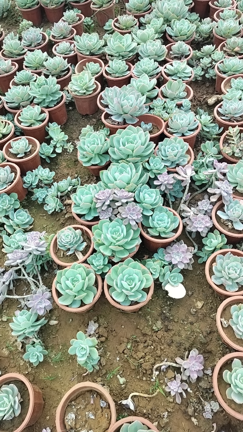 多肉植物基地白凤货源充足量大从优欢迎联系订购