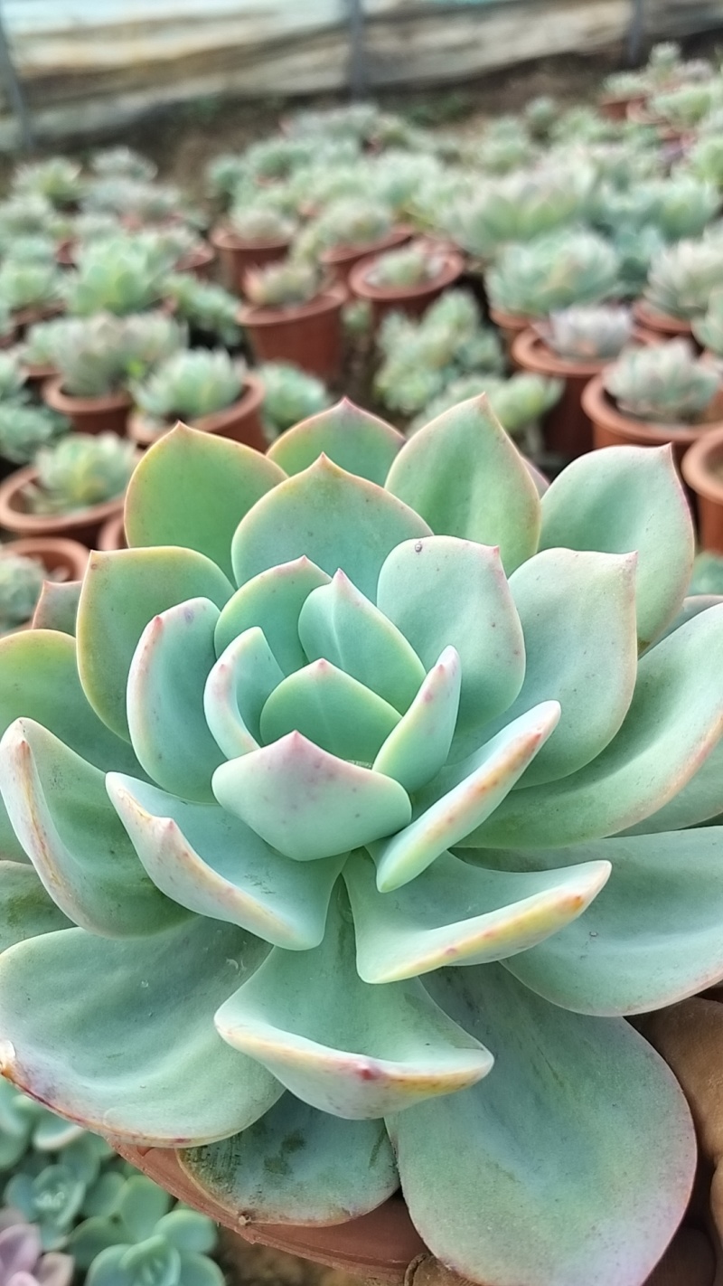 多肉植物基地白凤货源充足量大从优欢迎联系订购