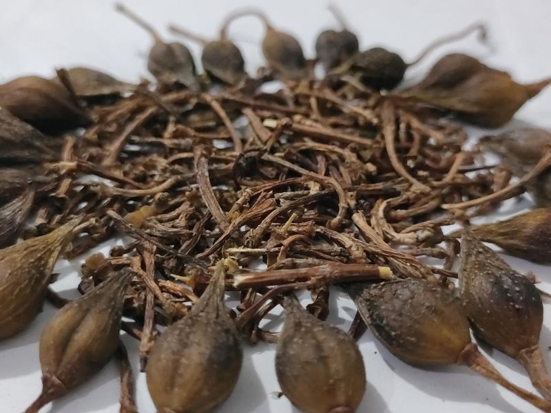 青翘精品青翘厂家直供一手货源量大从优欢迎咨询