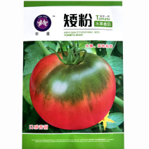 番茄种子矮粉水果番茄果型大产量高大棚露地栽培