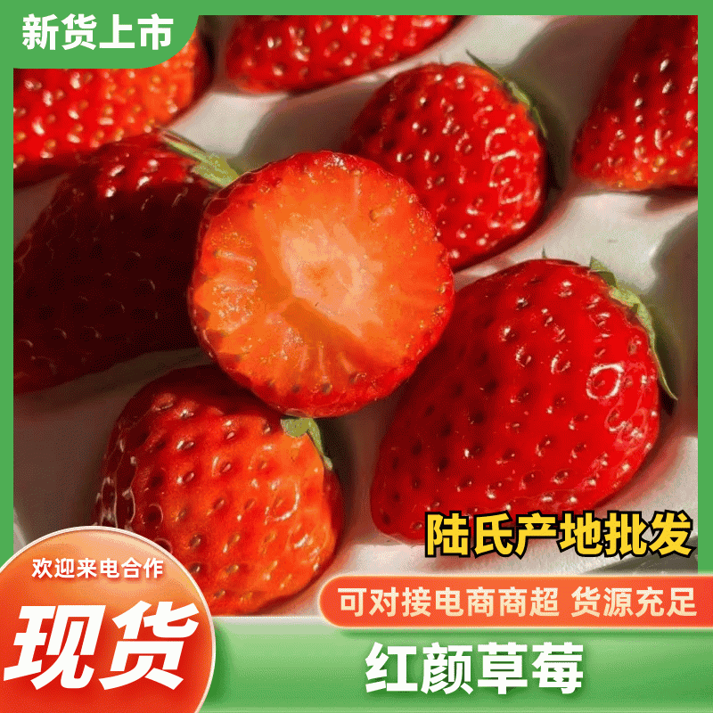 【优质货源】红颜草莓甜美多汁饱满鲜红欢迎全国各地老板联系