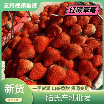 【以质取胜】长丰红颜草莓上市了需要老板联系，量多从优