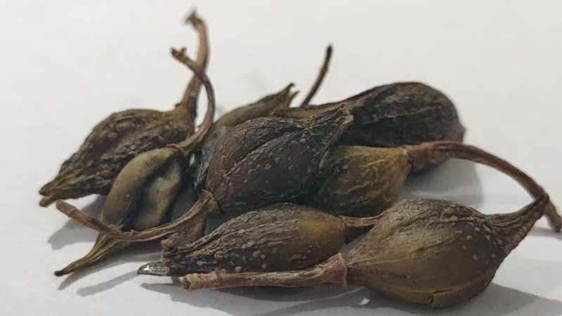连翘药用连翘厂家直供大小规格都有一手货源欢迎咨询
