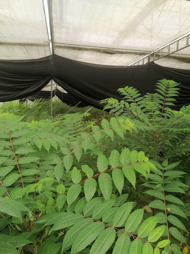 精品香椿芽红香椿芽味道鲜美营养丰富欢迎大家联系购买