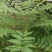 精品香椿芽红香椿芽味道鲜美营养丰富欢迎大家联系购买