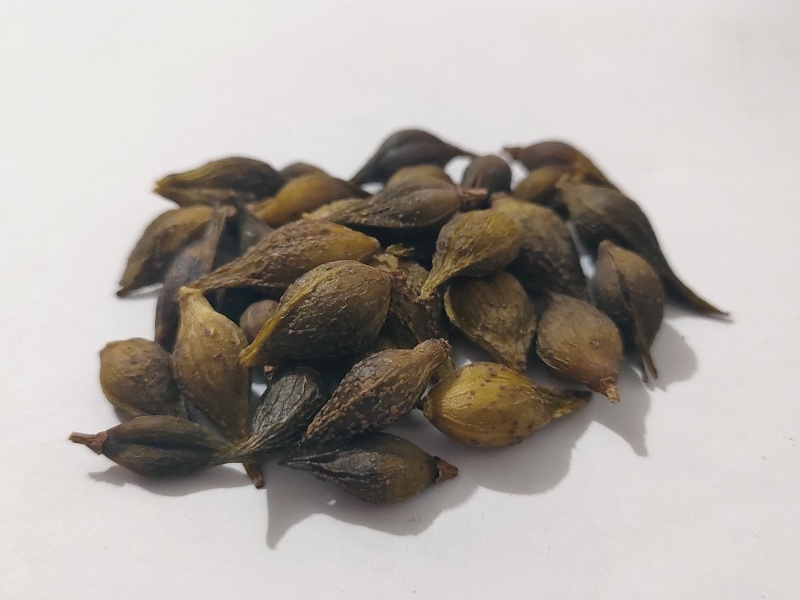 连翘药用连翘厂家直供大小规格都有一手货源欢迎咨询