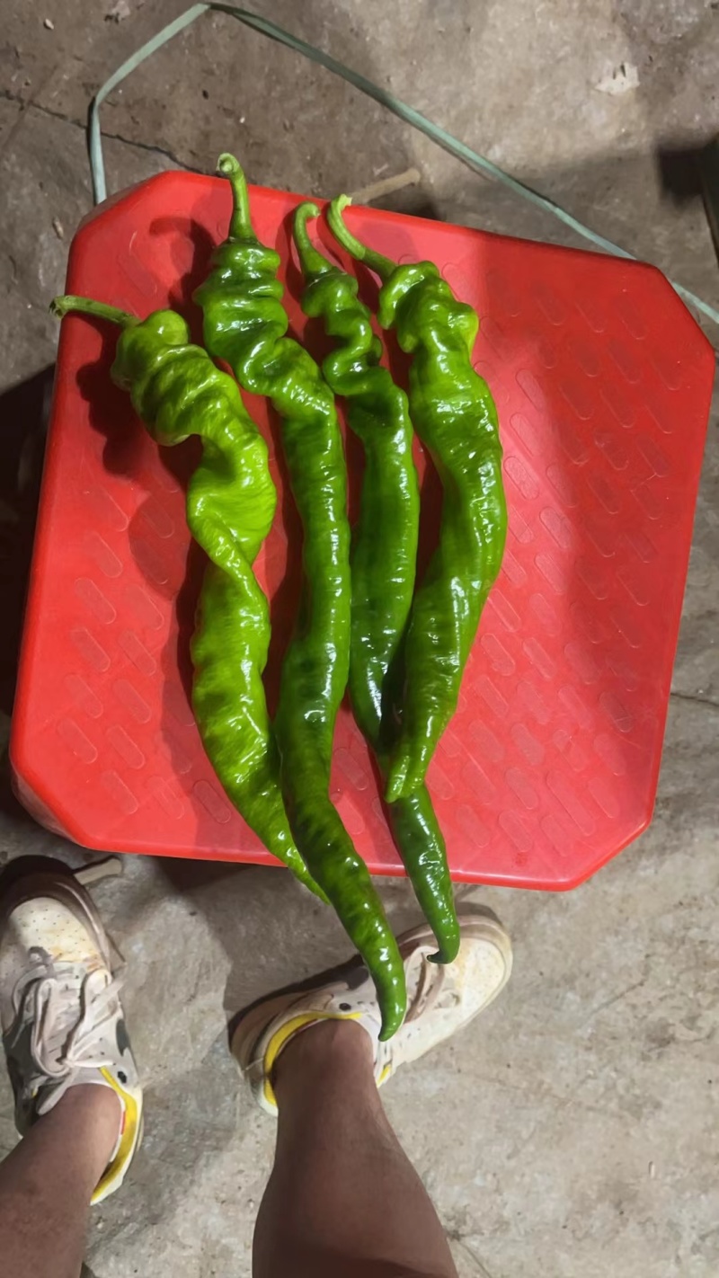 【陇椒】广东鲜辣椒大量上货，品种齐全，量大从优，诚信经营