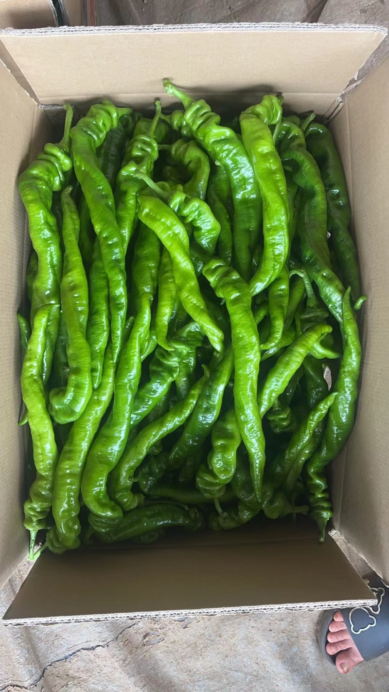 【陇椒】广东鲜辣椒大量上货，品种齐全，量大从优，诚信经营