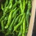 【陇椒】广东鲜辣椒大量上货，品种齐全，量大从优，诚信经营