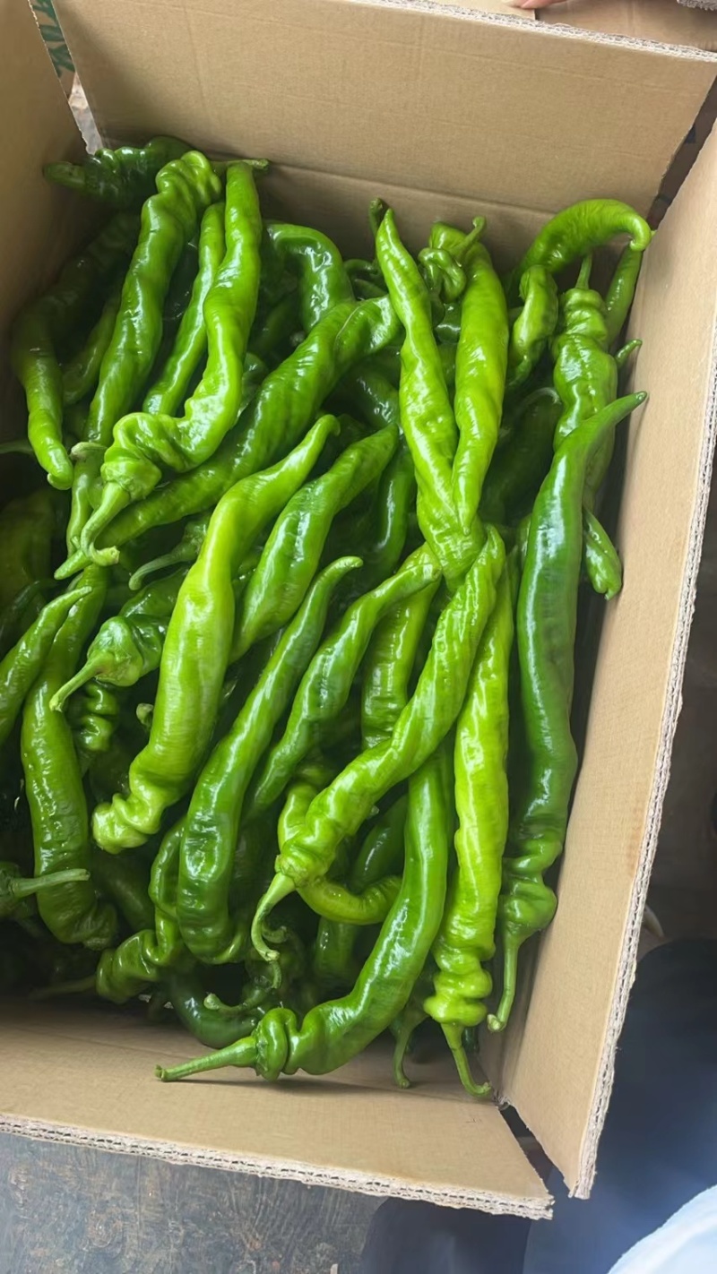 【陇椒】广东鲜辣椒大量上货，品种齐全，量大从优，诚信经营