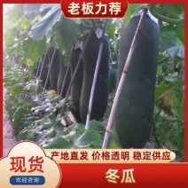 广西吊冬瓜大量有货，规格齐全，货量充足，欢迎来电