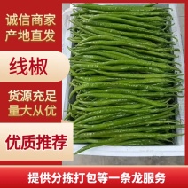 精品线椒，货源充足，产地直发，诚信经营，欢迎来电咨询