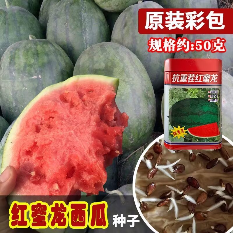 抗重茬红蜜龙西瓜种子大果花皮懒汉西瓜种子细嫩多汁