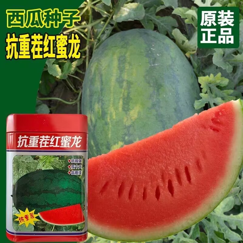 抗重茬红蜜龙西瓜种子大果花皮懒汉西瓜种子细嫩多汁
