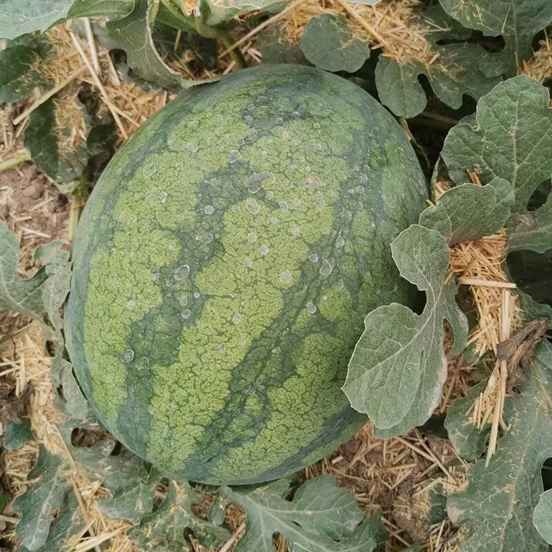 抗重茬红蜜龙西瓜种子大果花皮懒汉西瓜种子细嫩多汁