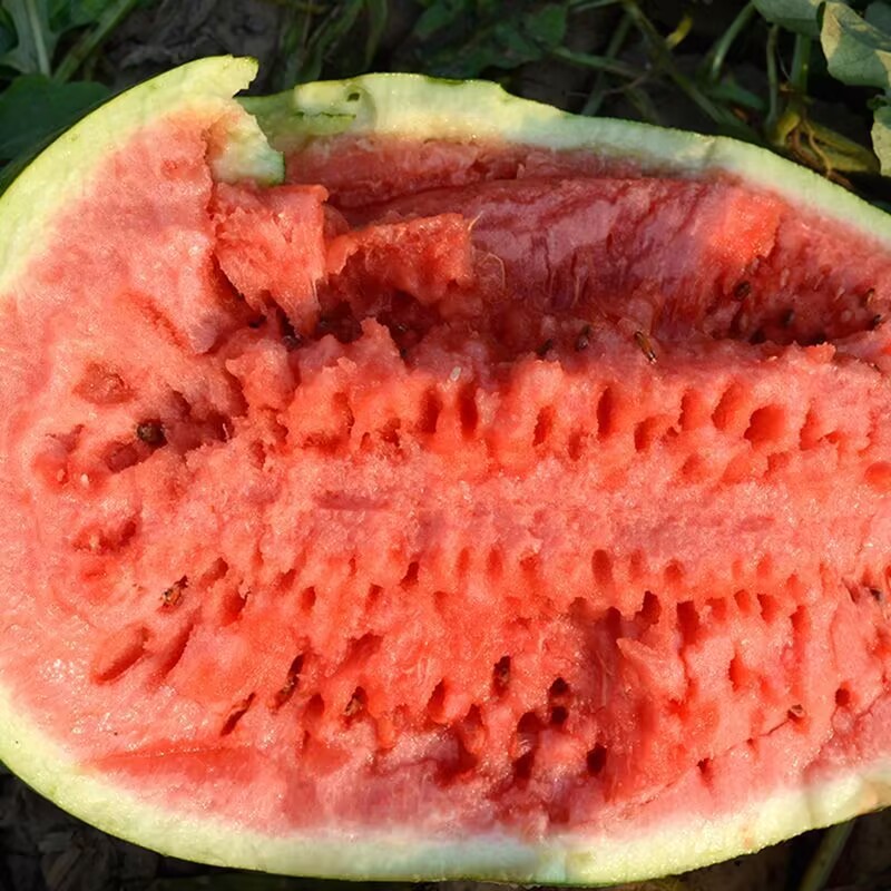 抗重茬红天龙西瓜种子抗病抗重茬瓜大果肉大红基地种植
