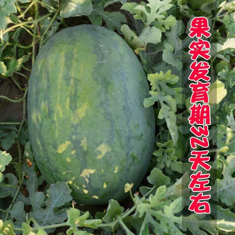 抗重茬红天龙西瓜种子抗病抗重茬瓜大果肉大红基地种植