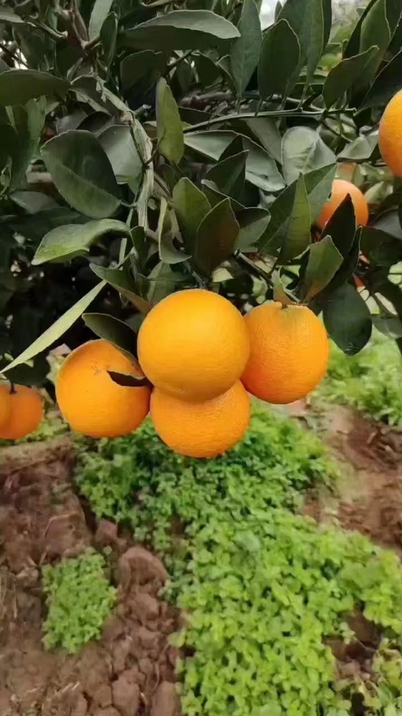 红橙湖北中华红橙（降价了）规格齐全可视频看货发全国
