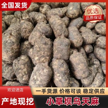 云南昭通鲜天麻小草坝天麻质量保障一件可发包邮
