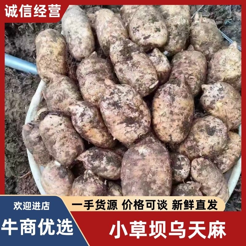 云南昭通小草坝乌天麻鲜天麻产地直发欢迎联系