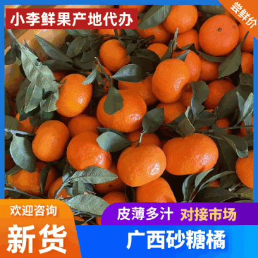 广西，沙糖桔橘供应商超，社区团购，批发市场货等等