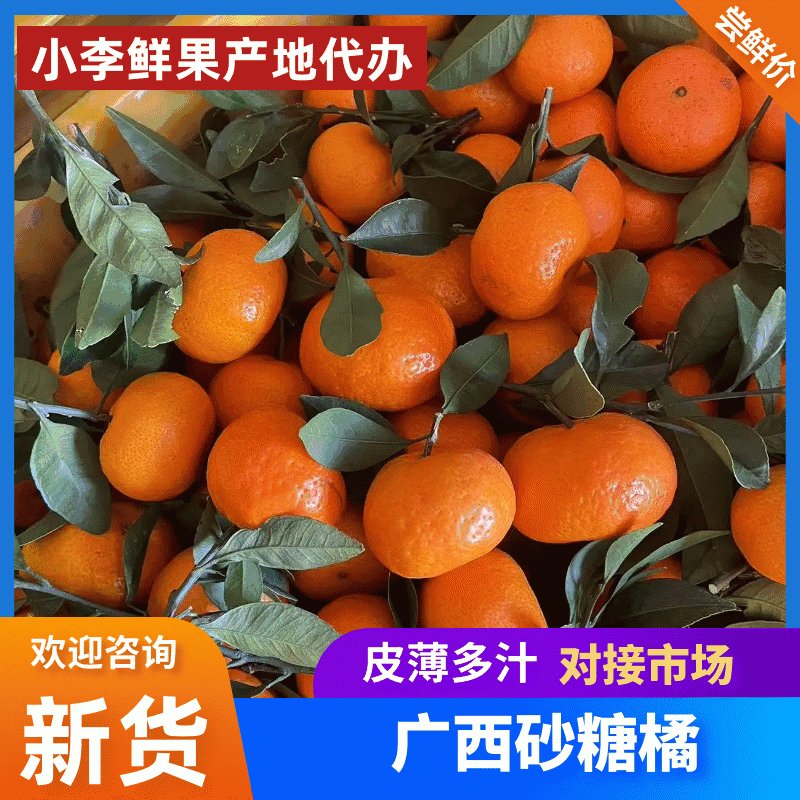 广西，沙糖桔橘供应商超，社区团购，批发市场货等等