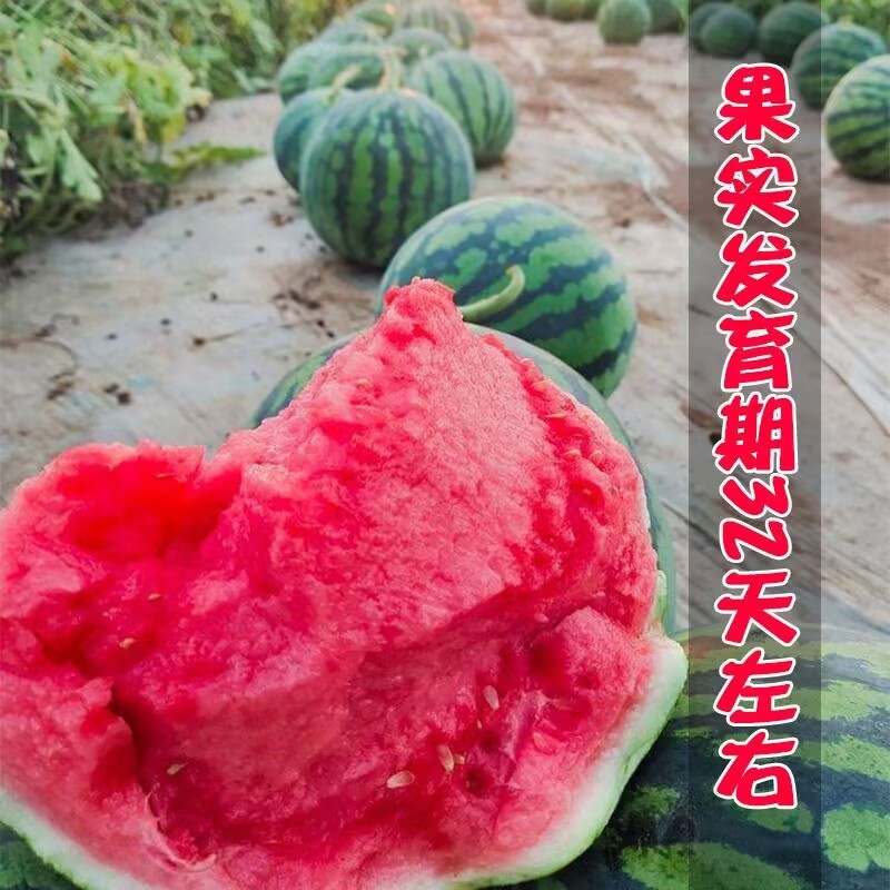 大又甜地雷西瓜种子抗裂麒麟西瓜种子早熟大红瓤耐重茬基地种