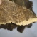 【热卖】棉籽饼保质保量价格美丽规格齐整饲料肥料皆可
