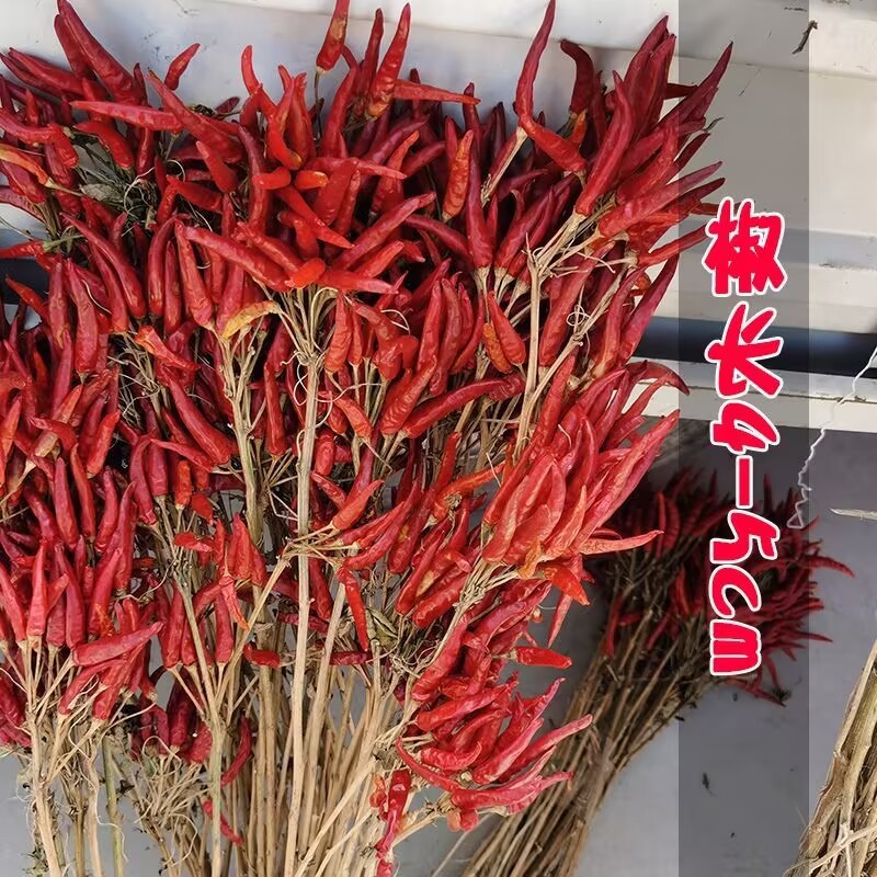内黄新一代朝天椒种子一代朝天椒原种高辣簇生型