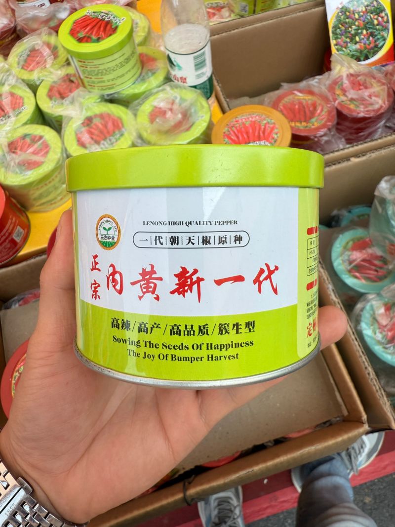 内黄新一代朝天椒种子一代朝天椒原种高辣簇生型