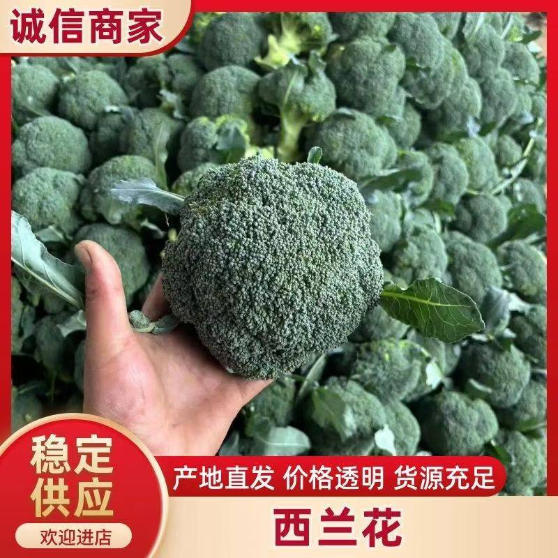 河北邯郸西蓝花产地发货一手货源批发品质保证价格美丽