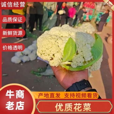河北邯郸松花菜产地发货一手货源批发品质保证价格美丽