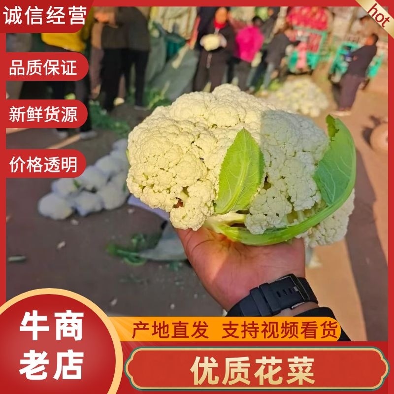 河北邯郸松花菜产地发货一手货源批发品质保证价格美丽