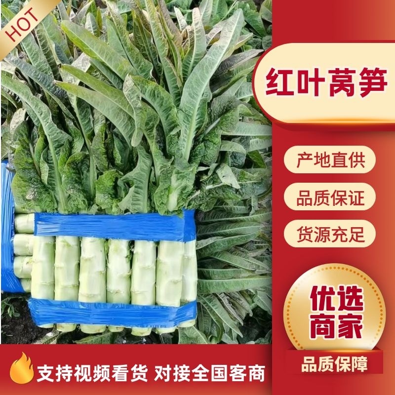 【牛商商家】莴苣红叶香莴苣，产地发货，欢迎选购