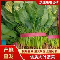 河北邯郸永年区大叶菠菜产地发货一手货源批发品质保证价格美