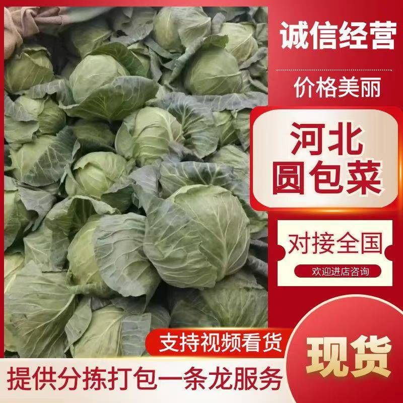 河北邯郸精品甘蓝圆包菜产地发货一手货源批发品质保证价格美